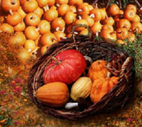 Harvested pumpkins