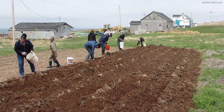Group of individuals planting seeds in a tilled field, with farm buildings in the background under a cloudy sky.