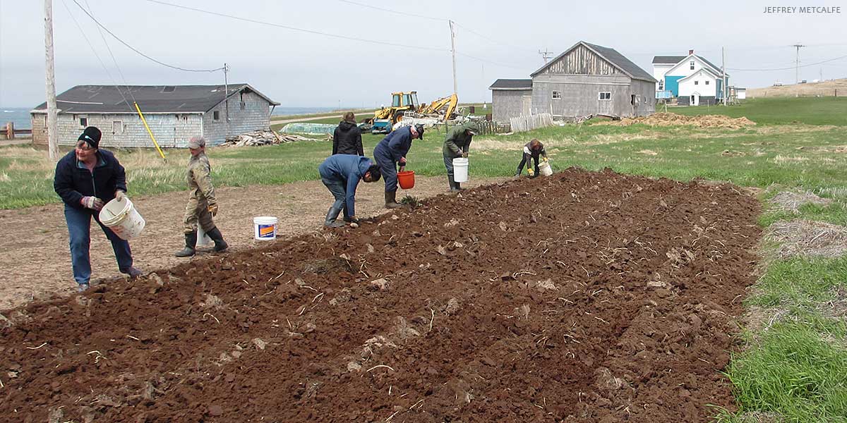Group of individuals planting seeds in a tilled field, with farm buildings in the background under a cloudy sky.