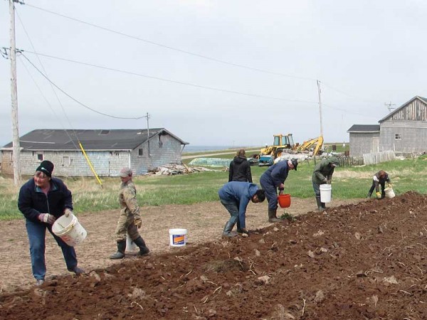 Volunteers plant seeds at the All Saints Memorial garden on Entry Island. Photo by Jeffrey Metcalfe