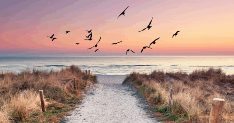 Birds soar over a beach at sunset