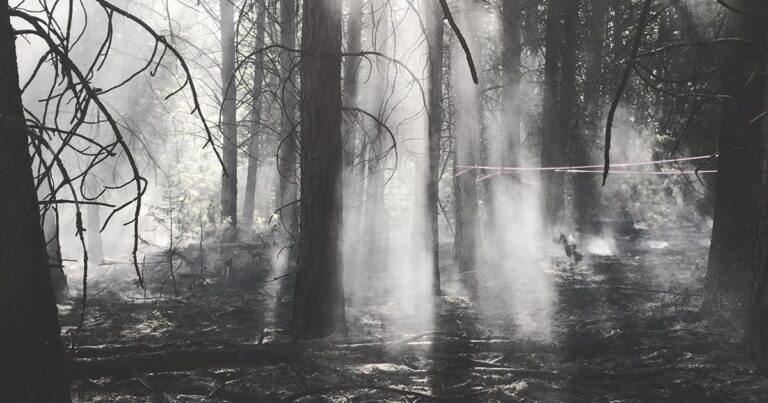 Misty forest scene with tall trees surrounded by fog, creating a serene and mysterious atmosphere.