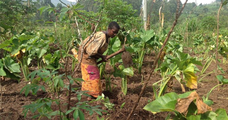 A farmer using a hoe to cultivate a lush green vegetable garden, surrounded by tall plants and trees in a rural setting.