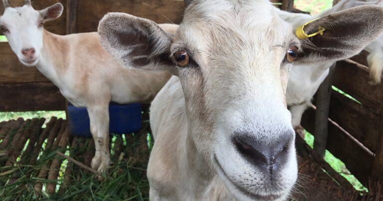 Close-up of a white goat with a gentle expression, standing in a grassy area, with another goat partially visible in the background.