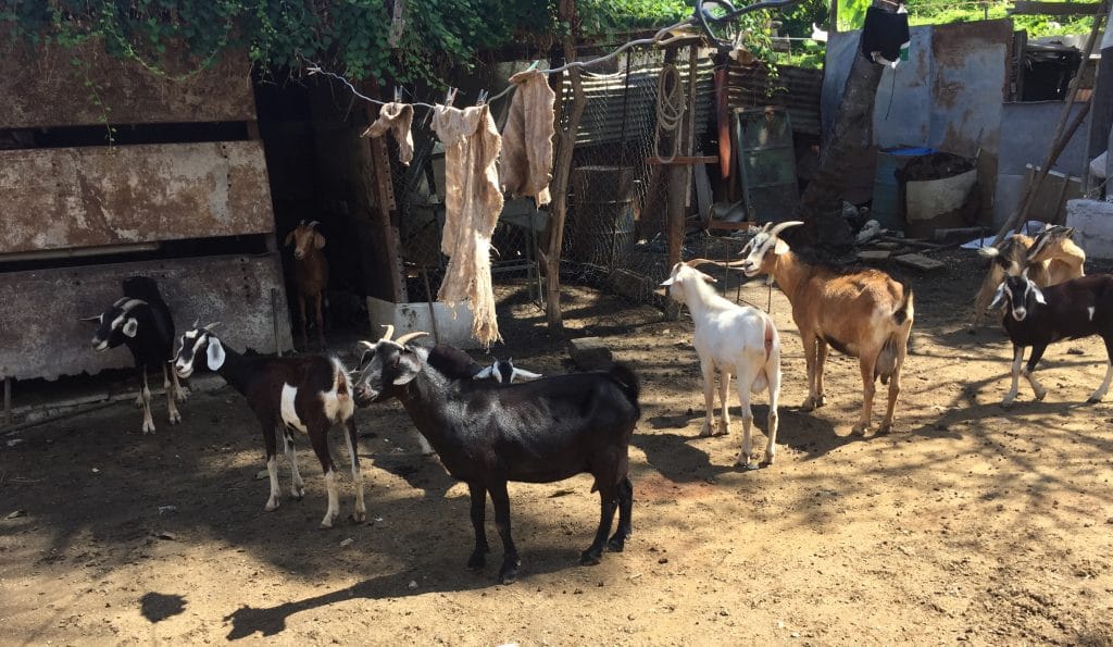 Goats are part of a church project in Havana to provide animal protein for area families.