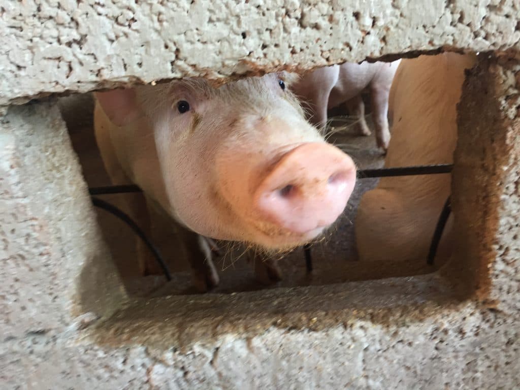 One of the residents in the pig pen at Iglesia Santa Maria Virgen.