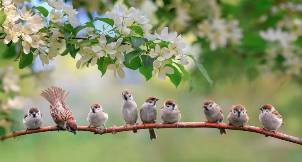 Small birds sitting on a branch, with flowers blooming on a tree behind them.