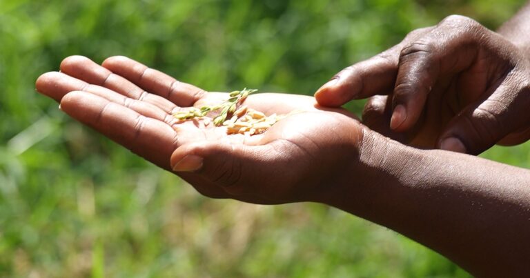 Close-up of a hand holding a small amount of seeds, with a blurred green background, illustrating agricultural practices or gardening activities.
