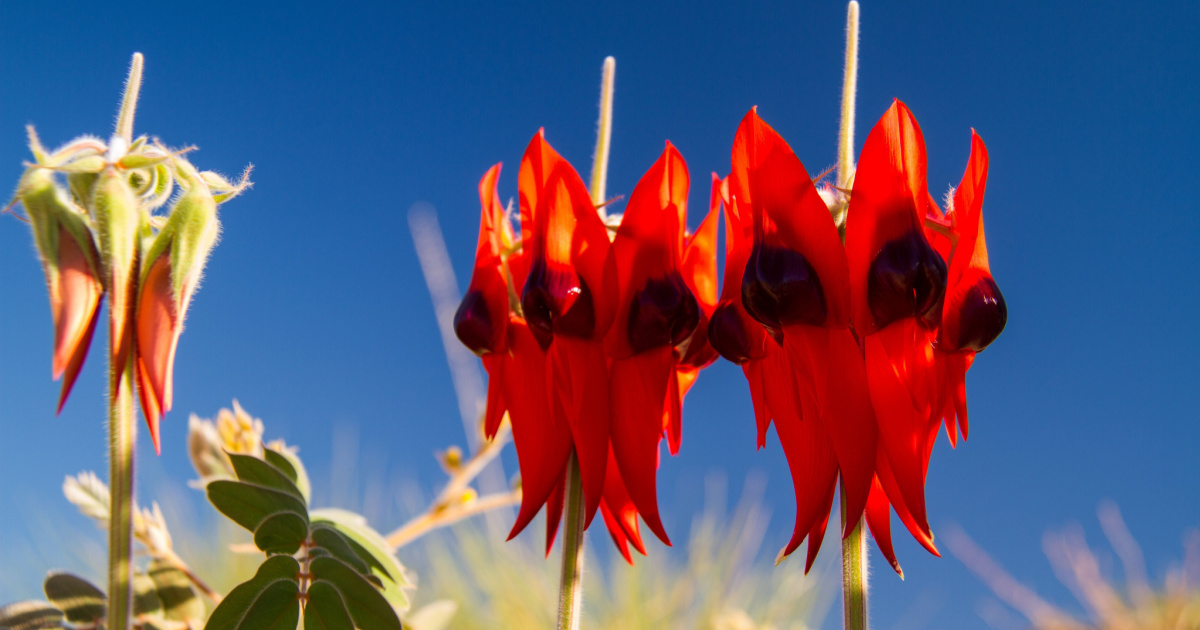 Swainsona formosa, Sturt's Desert Pea