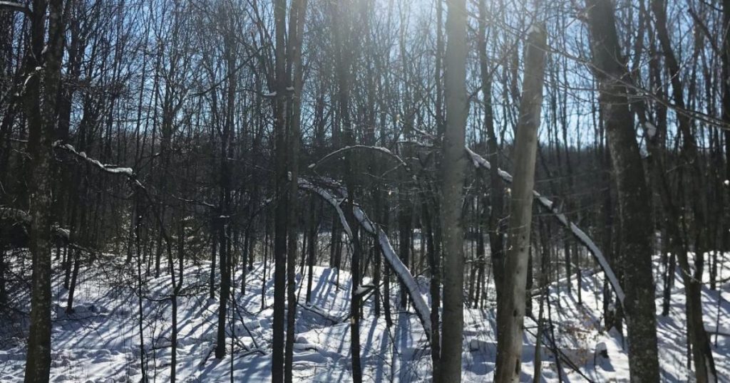 Trees in a forest in winter, with the sun shining through.