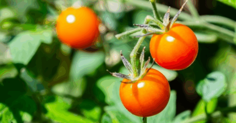 Two small tomatoes still attached to a vine.