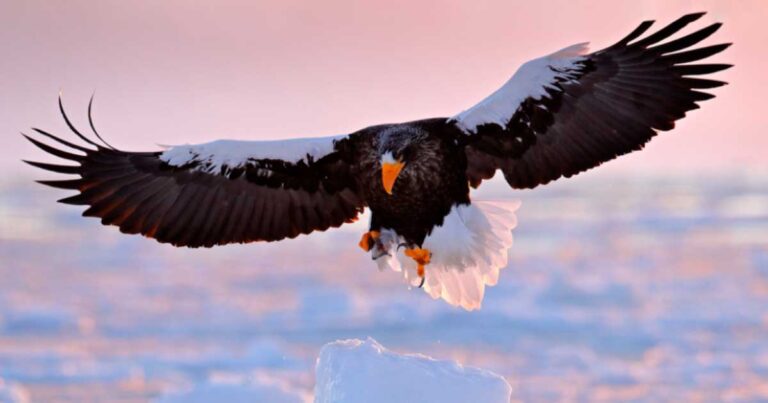A Steller's sea eagle in flight, showcasing its large wingspan against a pastel-colored sky, with ice formations in the background.