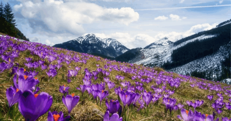 Violet crocuses in a field in front of a mountain landscape.