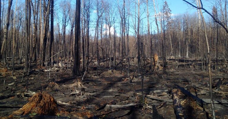 Wildfire aftermath FB