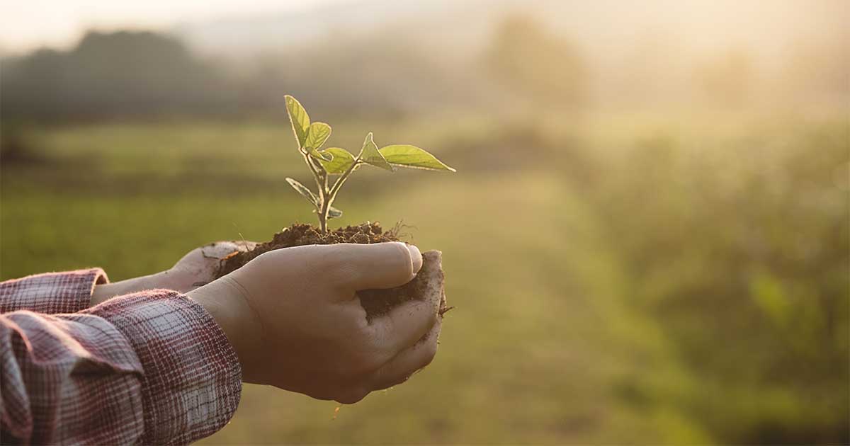 Person holding a young plant in soil in front of a field