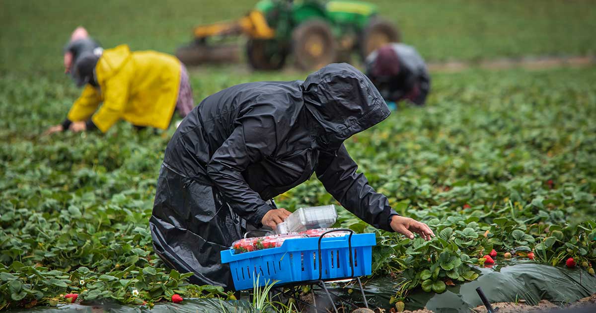 Farm workers picking and packing straweberries