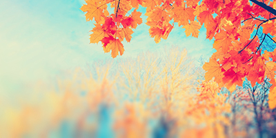 Red autume leaves from maple tree against blue sky and blurred forest background.