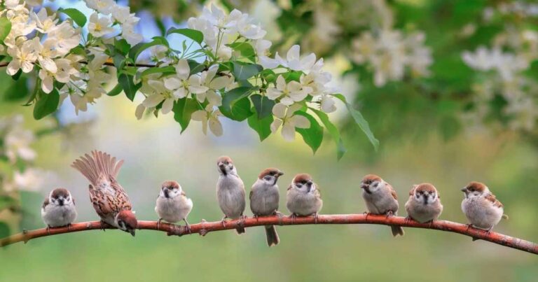 Eight small sparrows perch in a row on a thin branch under white spring blossoms. One bird leans forward playfully while the others face different directions, surrounded by a soft green and yellow blurred background.