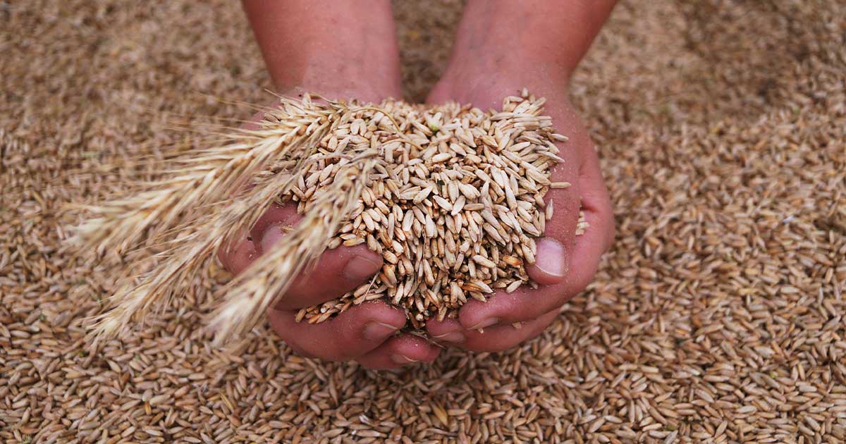 Hands holding grain